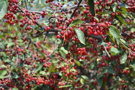 Sargent Crabapple | Sargent crabapple (Malus sargentii) frui… | Flickr