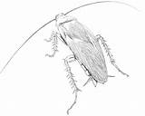 Cockroach Coloring Page sketch template