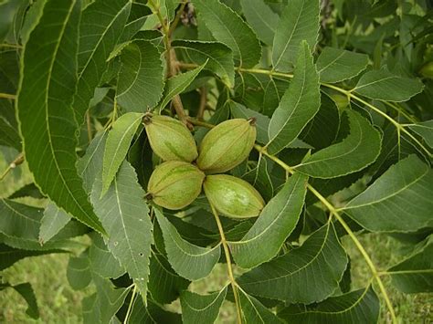 Pecan Tree Leaves Identification