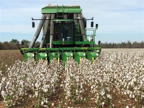 Cotton Harvest Now in Full Swing - UF/IFAS Extension Santa Rosa County