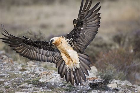 bearded vulture | Bearded vulture, Pet birds, Birds of prey