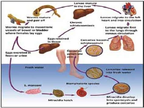 The life cycle of Schistosoma mansoni. | Download Scientific Diagram