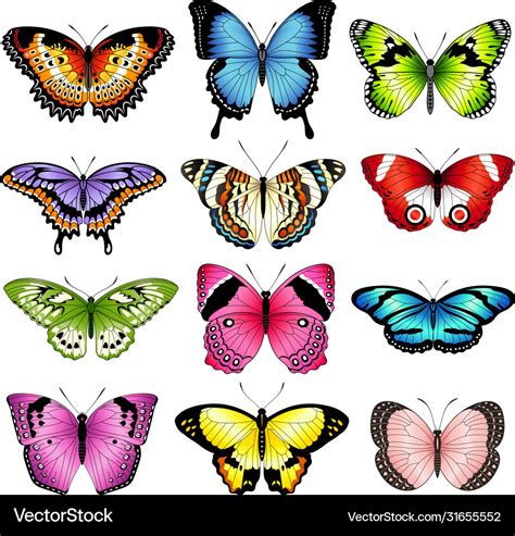 Color butterfly Royalty Free Vector Image - VectorStock