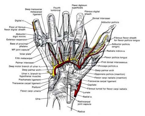 Anatomy of the Hand