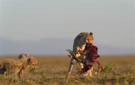 What Do Cheetahs Eat? The Diet of the Fastest Land Animal