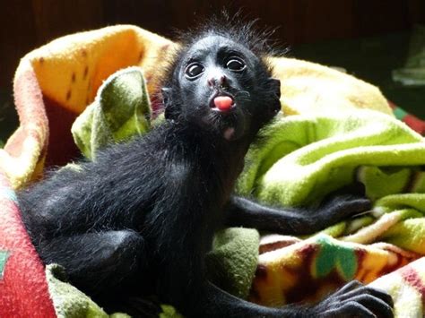 Spider Monkey Pet Videos | Pets Animals US