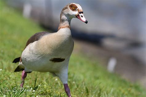 Wildlife & Invasive Species Education™ (WISE) Species Profile: The Egyptian Goose - UF/IFAS ...