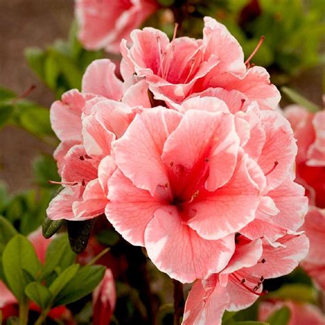 ENCORE AZALEA 3 Gal. Autumn Sunburst Shrub with Bicolor Coral Pink and ...