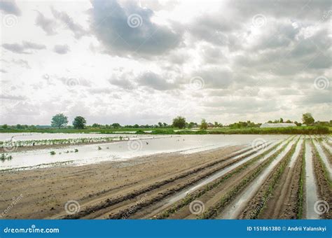 Flooded Field As a Result of Heavy Rain. Flood on the Farm. Natural Disaster and Crop Loss Risks ...