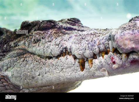 King Croc, Crocodile in Dubai aquarium Stock Photo - Alamy