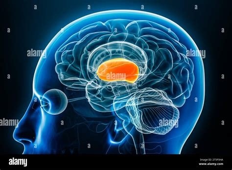 Forebrain or prosencephalon x-ray profile close-up view 3D rendering illustration with body ...