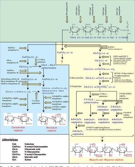 Figure 1 from Synthesis and sorting of proteoglycans. | Semantic Scholar