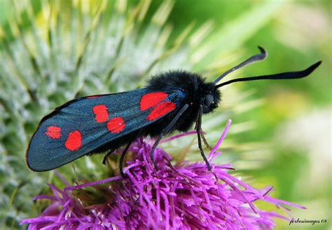 Six-spot Burnet Moth | A six-spot Burnet moth at Gaddon toda… | Barry ...