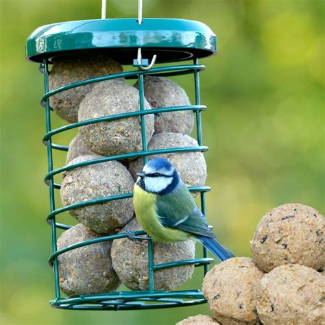 RSPB Premium suet bird feeder + 12 suet balls | Suet bird feeder, Bird ...