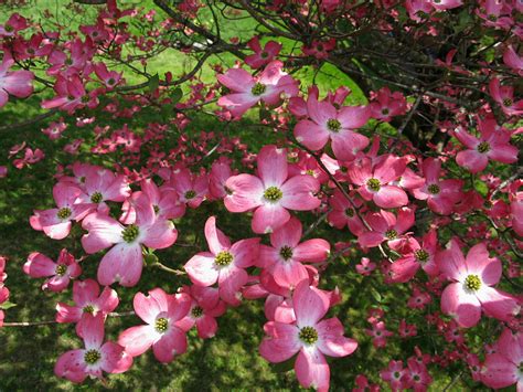 White, pink or red dogwood trees – Which do you prefer? – Days Gone By