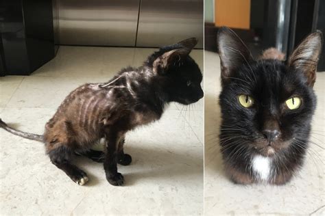 'Starving' Cat Who Was a Walking Skeleton Makes Incredible Recovery ...