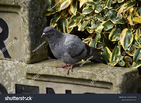 Indian Pigeon Rock Dove Rock Dove Stock Photo 2209562039 | Shutterstock