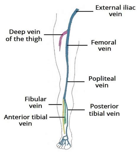 Venous Drainage of the Lower Limb - TeachMeAnatomy