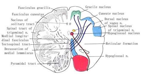 The Gracilis Fasciculus and the Cuneate Fasciculus Comprise the ...