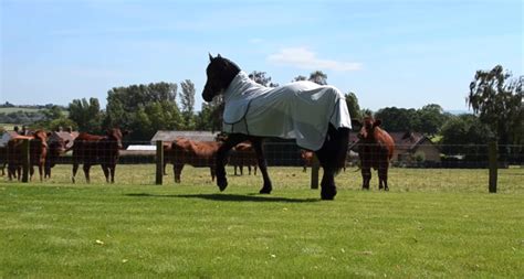 Elegant Friesian Horse Struts Up To Cow Neighbors And Puts On A Show