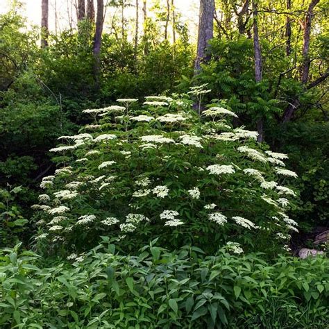 Wild Elderberry, Sambucus canadensis | American Meadows