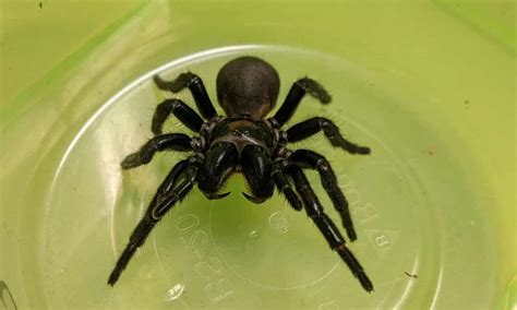 Venom of world's deadliest spider may save heart attack victims ...