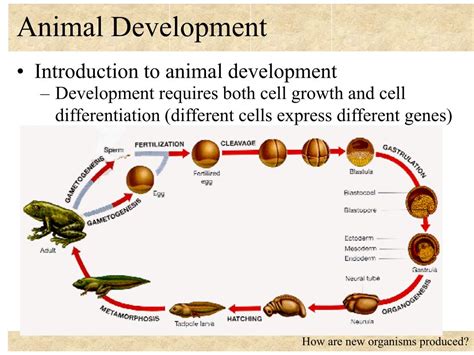 PPT - Animal Development PowerPoint Presentation, free download - ID ...