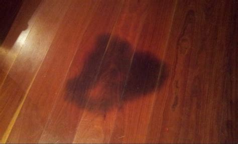 Cat Urine Stain Removal Hardwood Floors | Floor Roma