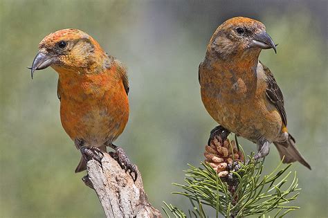 The Smoky Mountain Hiking Blog: 6 Must-See Birds of the Smoky Mountains