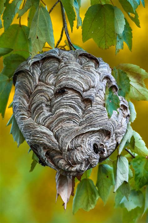 Bald-faced Hornet Nest Photograph by Brian Stevens