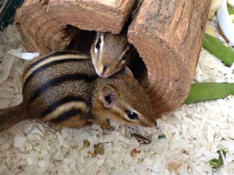 These baby chipmunks were born to be adored - The Boston Globe