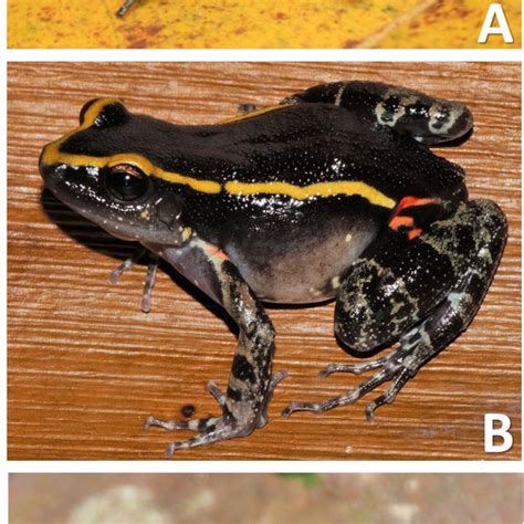 Aposematic Batesian mimicry of (A) Allobates femoralis and (B)... | Download Scientific Diagram