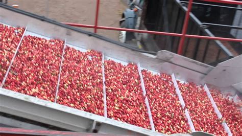 Harvesting cranberries - YouTube