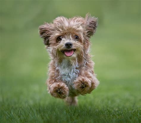 Top 20 Cutest Dog Breeds - Photos All Recommendation