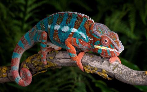 Panther Chameleons Wallpapers - Wallpaper Cave