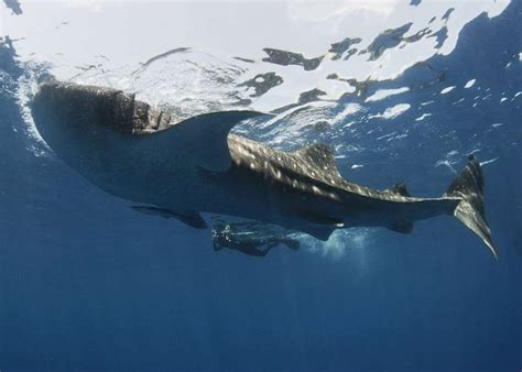 Whale shark excursion, Mexico | Audley Travel UK