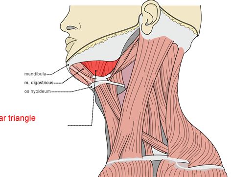 Submandibular triangle