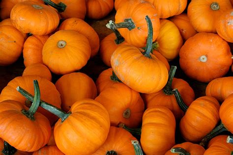 Picking the Perfect Pumpkins: A Guide to Heirloom Pumpkin Varieties