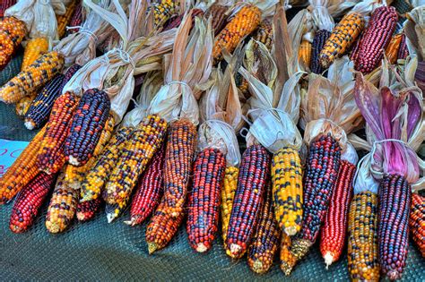 Indian Corn Photograph by Irene Cash - Fine Art America