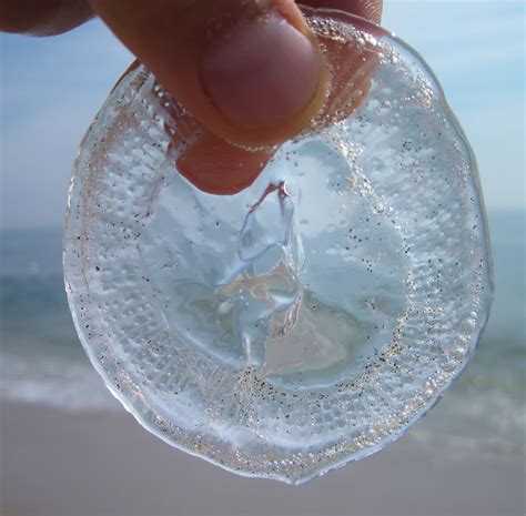 Nature on the Edge of New York City: Moon Jelly Washes Up Near NY Harbor