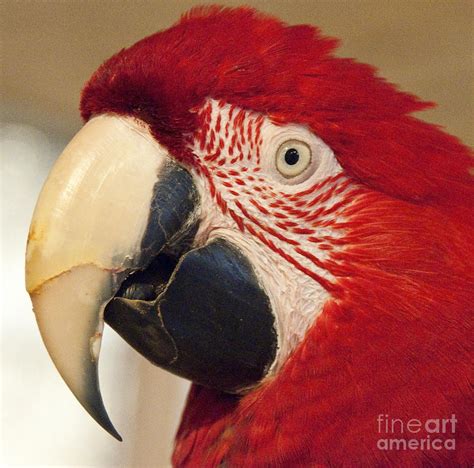 Red Macaw Photograph by Steven Natanson - Fine Art America