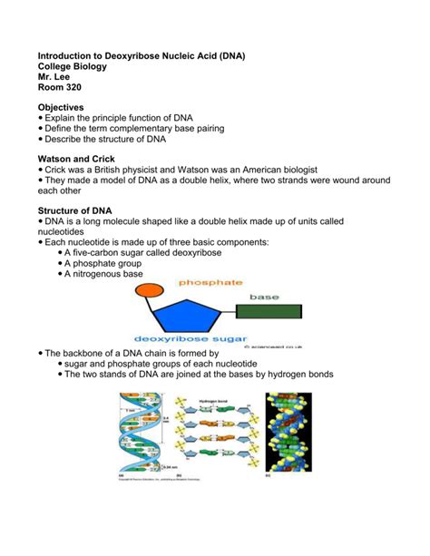 Deoxyribose Function