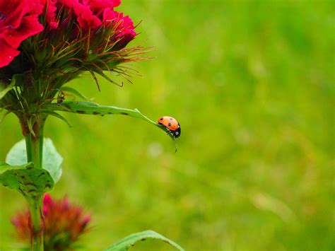 Ladybug Coccinellidae Beetle · Free photo on Pixabay