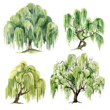 Details 75+ willow tree drawing - xkldase.edu.vn