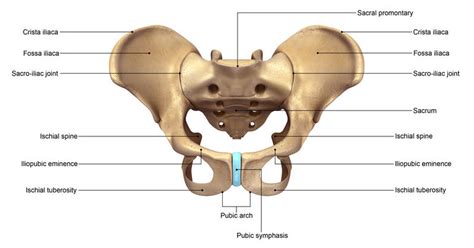 Osteitis Pubis | Causes, Symptoms, Treatment & Prevention