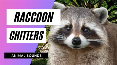 The Animal Sounds: Raccoon Chitters 🦝🦝🦝 / Sound Effect / Animation - YouTube