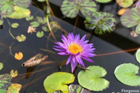 Water Lily Flower Meaning and Symbolism in Different Cultures | Florgeous