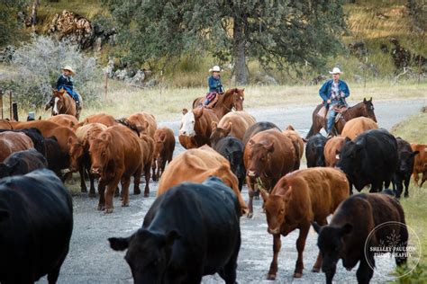 Cattle Drive! - Shelley Paulson Photography