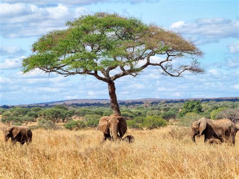 Tarangire National Park Through My Lens: A Photo Essay - Free Two Roam