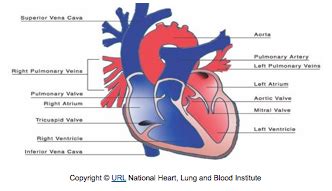 Heart Murmurs | Cats Exclusive